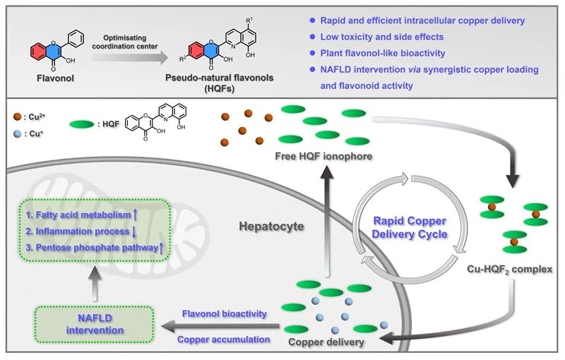 JMC:黄酮醇类铜载体开发及脂肪肝干预的生物应用